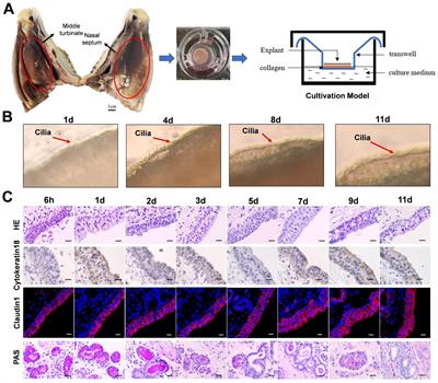 Establishment of sheep nasal mucosa explant model and its application in antiviral research